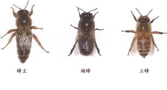 中蜂雄蜂的形态特征