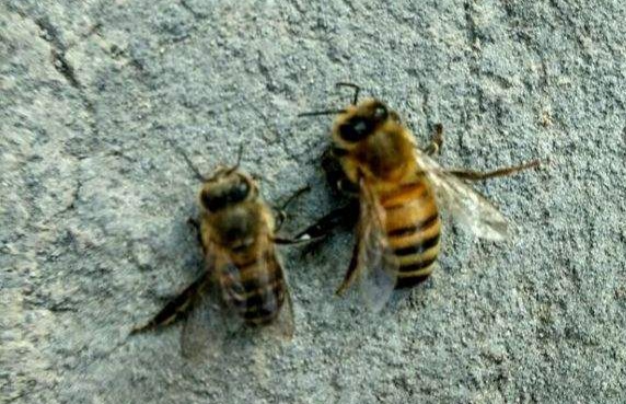 中蜂与意蜂等西方蜂种的形态特征区别