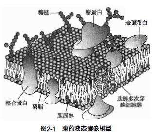 细胞膜的结构特征