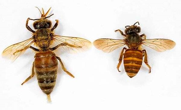 蜜蜂的种类：中蜂和意蜂－《蜜蜂养殖实用新技术》