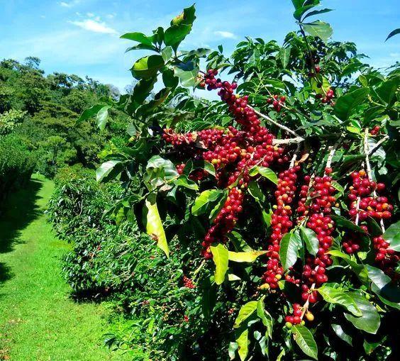 咖啡树的种植和生长