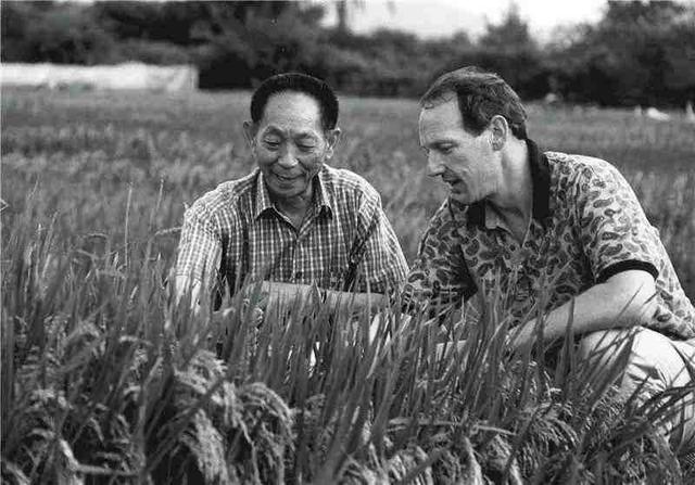 美国引进和种植的中国杂交水稻