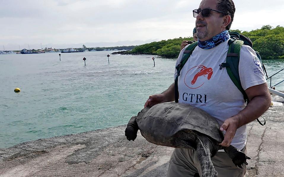 加拉帕戈斯再次发现“濒临灭绝”的芬南巨龟