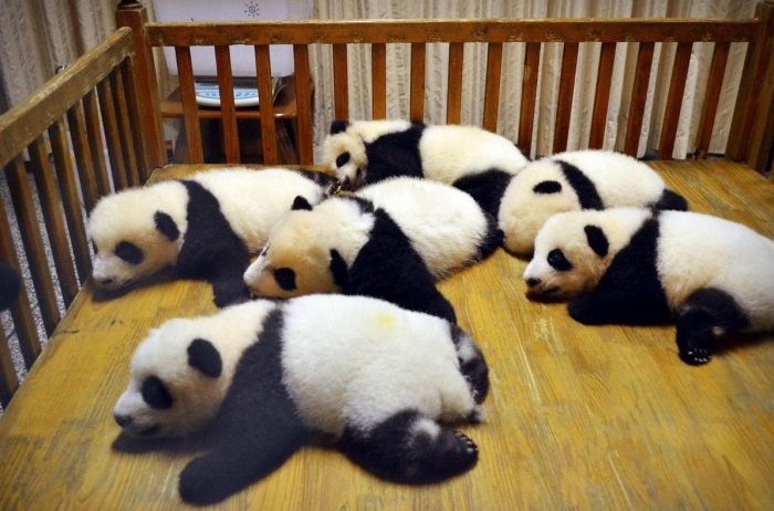 大熊猫的家园雅安碧峰峡