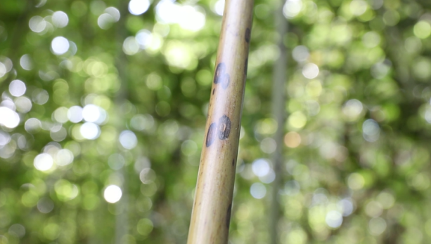 九疑山斑竹：我国一种稀有珍贵的竹子