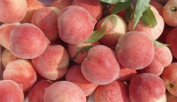 怎样种植水蜜桃种子？