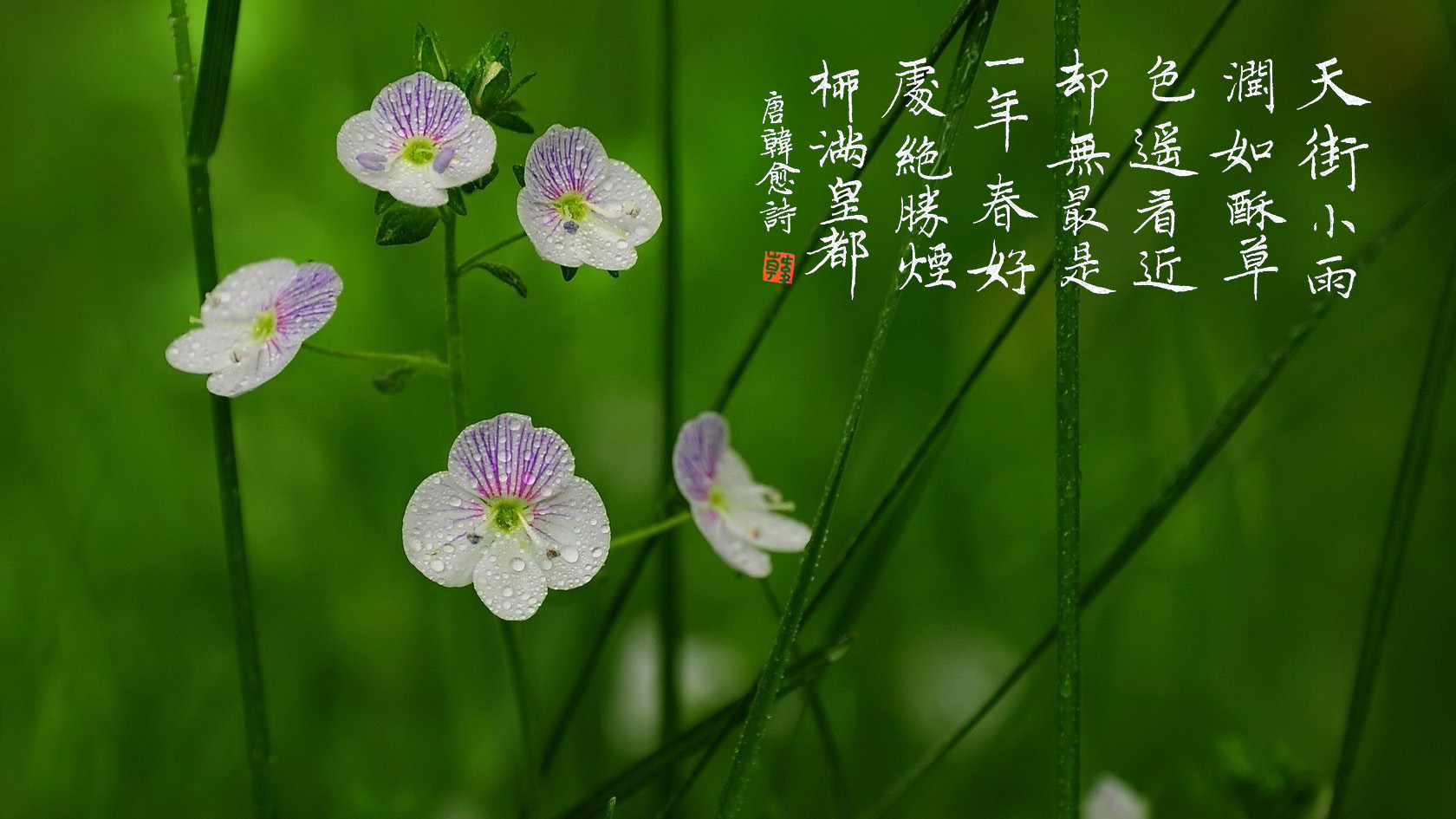 春节的由来、习俗和相关诗词
