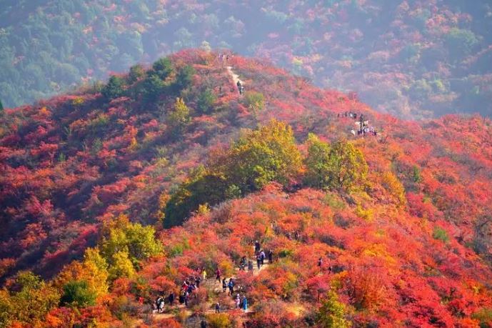 香山红叶的最佳观赏时间：每年十月中到十一月